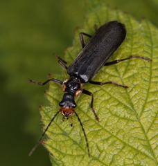 Podabrus alpinus