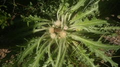 Cirsium scariosum