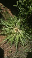Cirsium scariosum