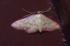 Idaea okinawensis