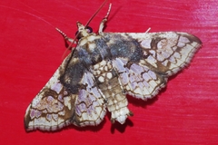 Omphisa anastomosalis