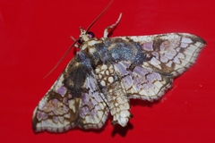 Omphisa anastomosalis