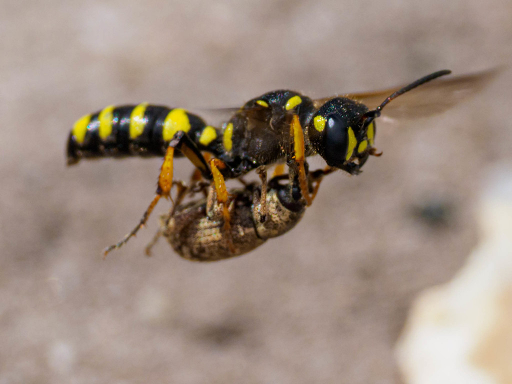 Sand Tailed Digger Wasp, photo 1 of 9