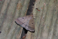 Simplicia discosticta