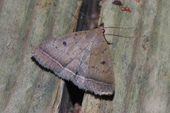 Simplicia discosticta