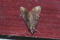 Ercheia dubia