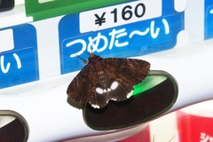 Ercheia dubia