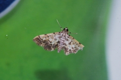 Lamprosema commixta