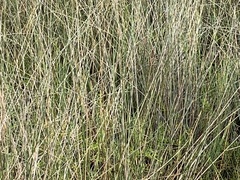 Juncus roemerianus