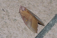 Euhampsonia cristata