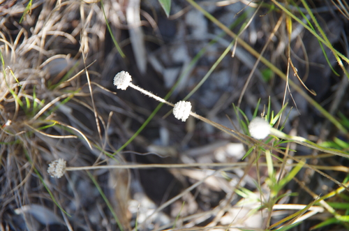 Image of Paepalanthus beyrichianus by (c) Eric Knight, some rights reserved (CC BY)