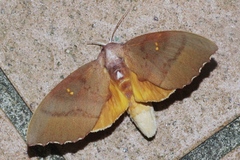 Euhampsonia cristata