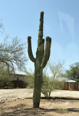 Carnegiea gigantea