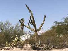 Carnegiea gigantea
