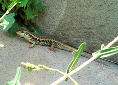 Heremites auratus