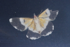 Pingasa ruginaria pacifica