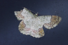 Pingasa ruginaria pacifica