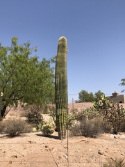 Carnegiea gigantea