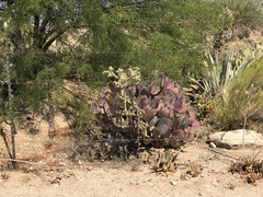Opuntia santa-rita