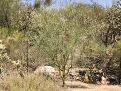 Parkinsonia florida