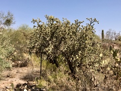 Cylindropuntia thurberi versicolor