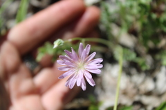 Crepis purpurea
