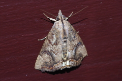 Hypocala subsatura