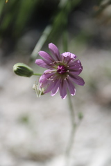 Crepis purpurea