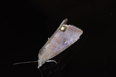 Hypocala subsatura