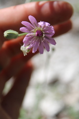 Crepis purpurea