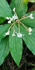 Pollia japonica