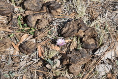 Echinofossulocactus lloydii