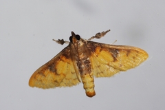 Pachynoa sabelialis