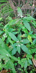 Pollia japonica