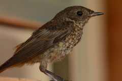 Phoenicurus phoenicurus