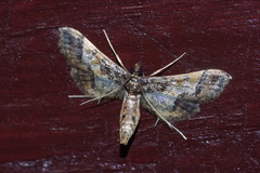 Hydriris ornatalis