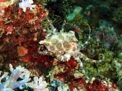 Hapalochlaena lunulata