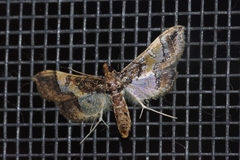 Hydriris ornatalis
