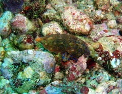 Hapalochlaena lunulata