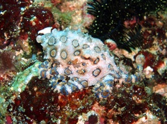 Hapalochlaena lunulata