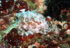 Hapalochlaena lunulata