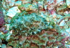 Hapalochlaena lunulata