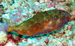 Hapalochlaena lunulata