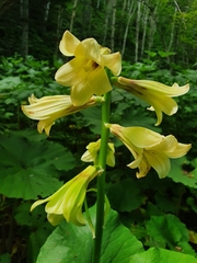 Cardiocrinum cordatum
