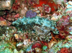 Hapalochlaena lunulata