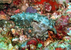 Hapalochlaena lunulata