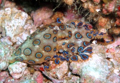 Hapalochlaena lunulata