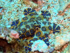 Hapalochlaena lunulata