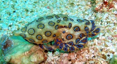 Hapalochlaena lunulata