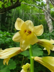 Cardiocrinum cordatum